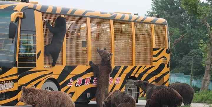 野生動(dòng)物園工作人員遭熊襲擊身亡 對(duì)此大家怎么看？