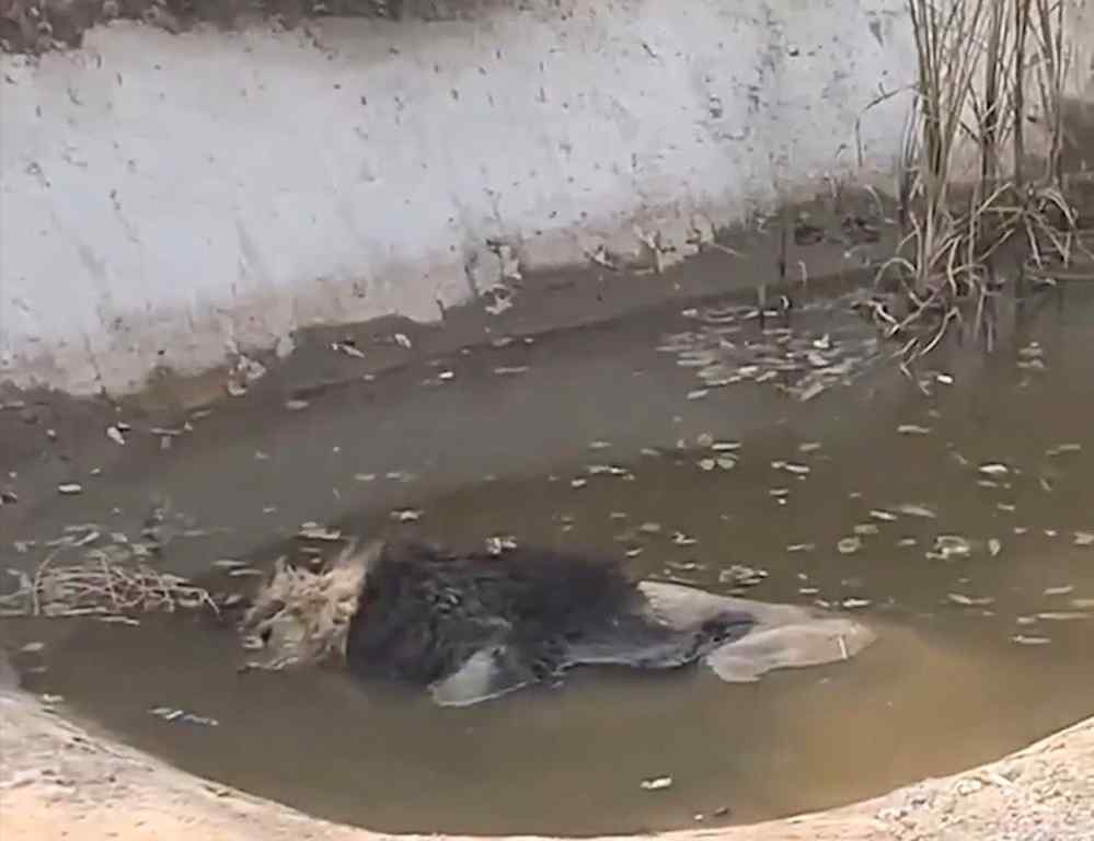 動物園回應(yīng)獅子泡水池中疑似死亡 這意味著什么?