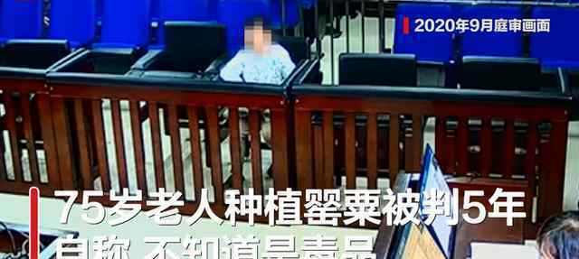 法院回應(yīng)老人種罌粟被判5年 老人種罌粟被判刑