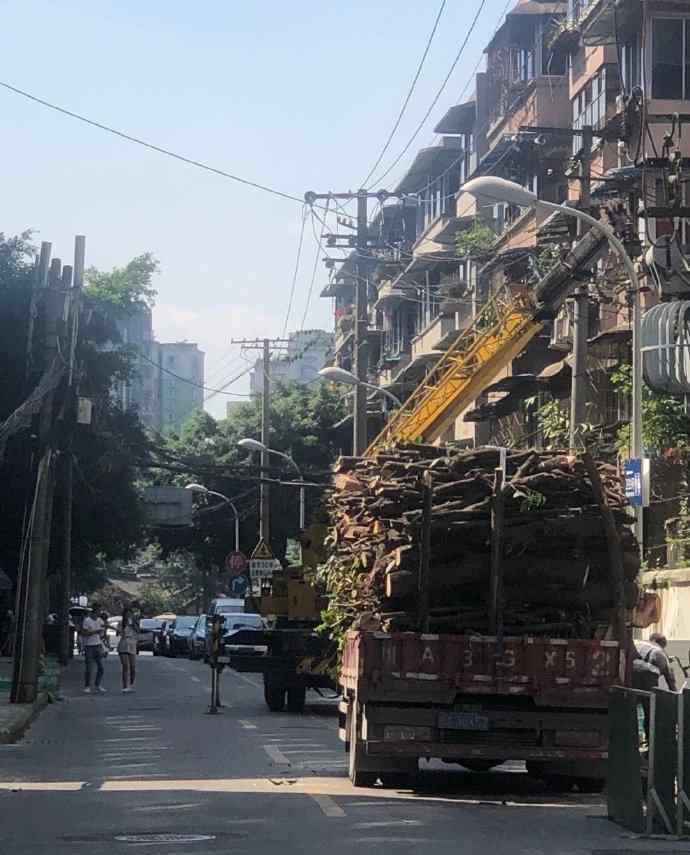 官方回應(yīng)桂花巷桂花樹被砍完 究竟是怎么一回事?