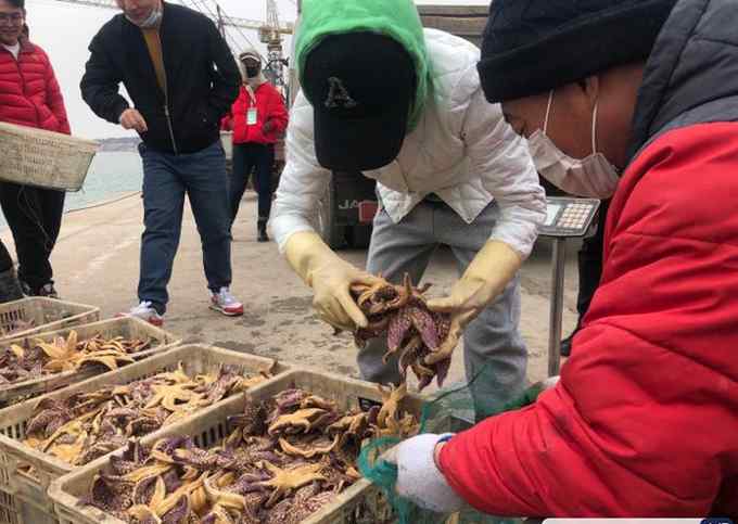 青島膠州灣海星數(shù)量大幅減少 收購(gòu)價(jià)上漲