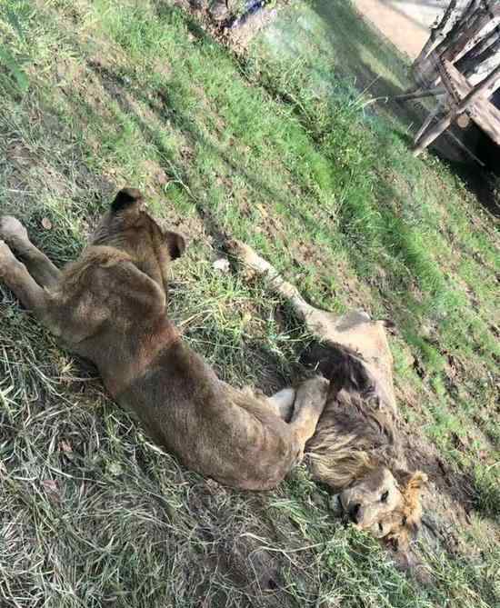 動物園回應(yīng)獅子暴瘦 幾秒視頻不能證明受虐待