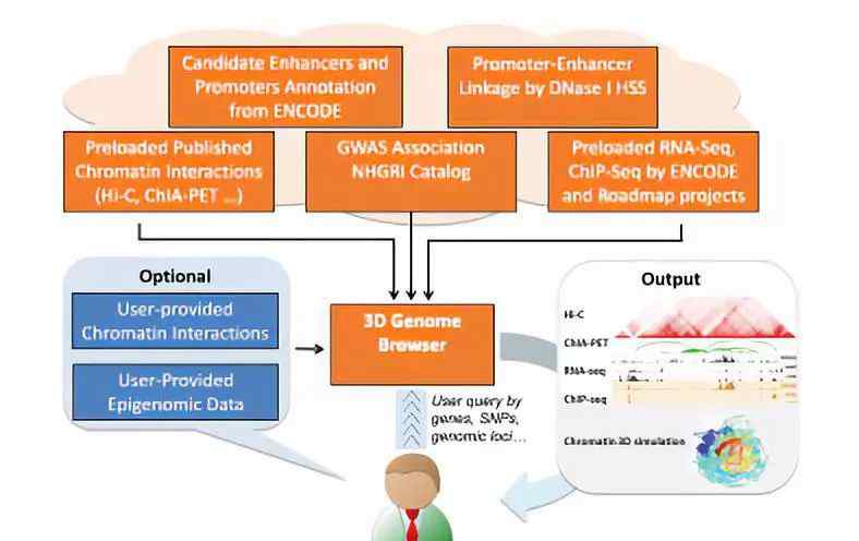3d瀏覽器 3D基因組瀏覽器：一種功能強(qiáng)大的基因組研究工具