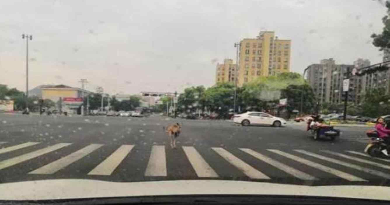 袋鼠動物園跳河越獄 園方在考慮加強對動物的管理