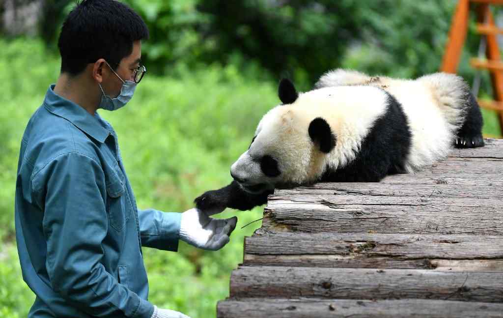 秦嶺大熊貓家族實(shí)現(xiàn)四世同堂 事件的真相是什么？