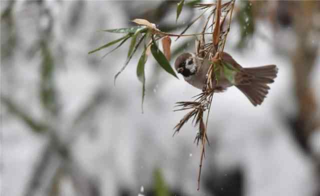 今日小雪 飛雪如花落歲歲又年年