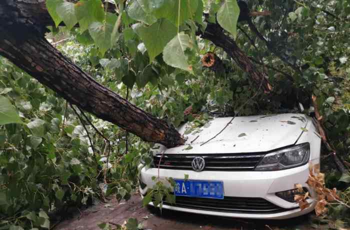 北京雨后大樹傾倒 砸損七輛轎車 真相原來是這樣！