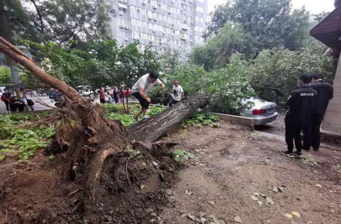 北京雨后大樹傾倒 砸損七輛轎車 真相原來是這樣！