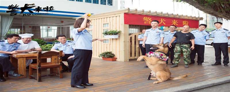 警犬來啦孕婦碰瓷警察多少集