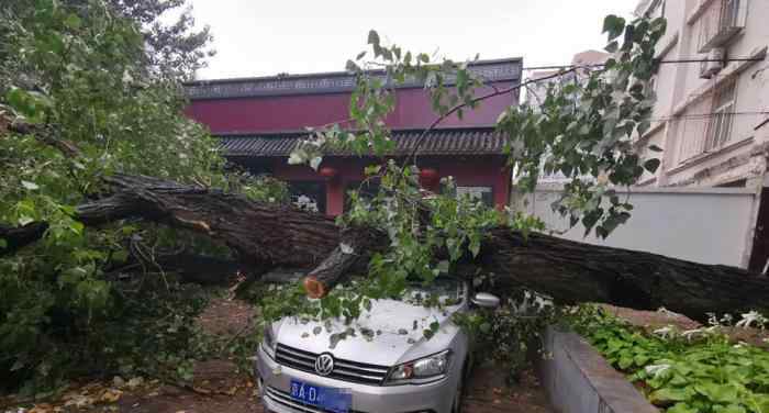 北京雨后大樹傾倒 砸損七輛轎車 真相原來是這樣！