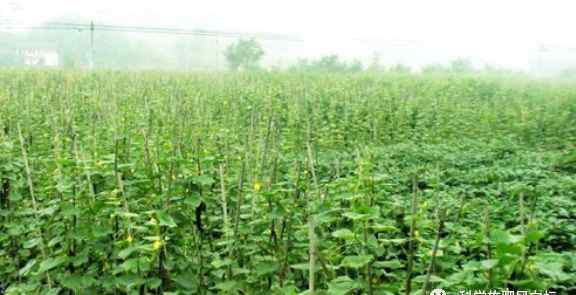 黃瓜怎么種植方法 露地黃瓜種植技術(shù)介紹_如何種植露地黃瓜