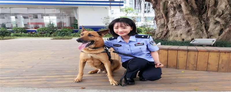 警犬來啦孕婦碰瓷幾集