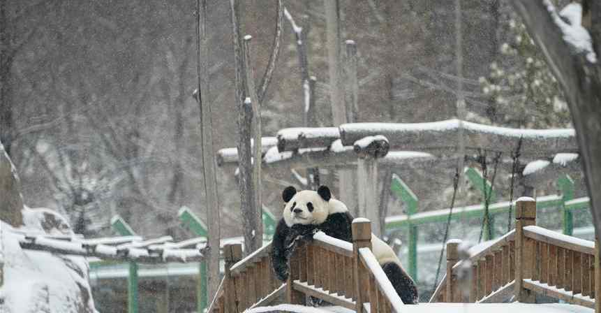 大熊貓癱坐享受雪景 可愛極了