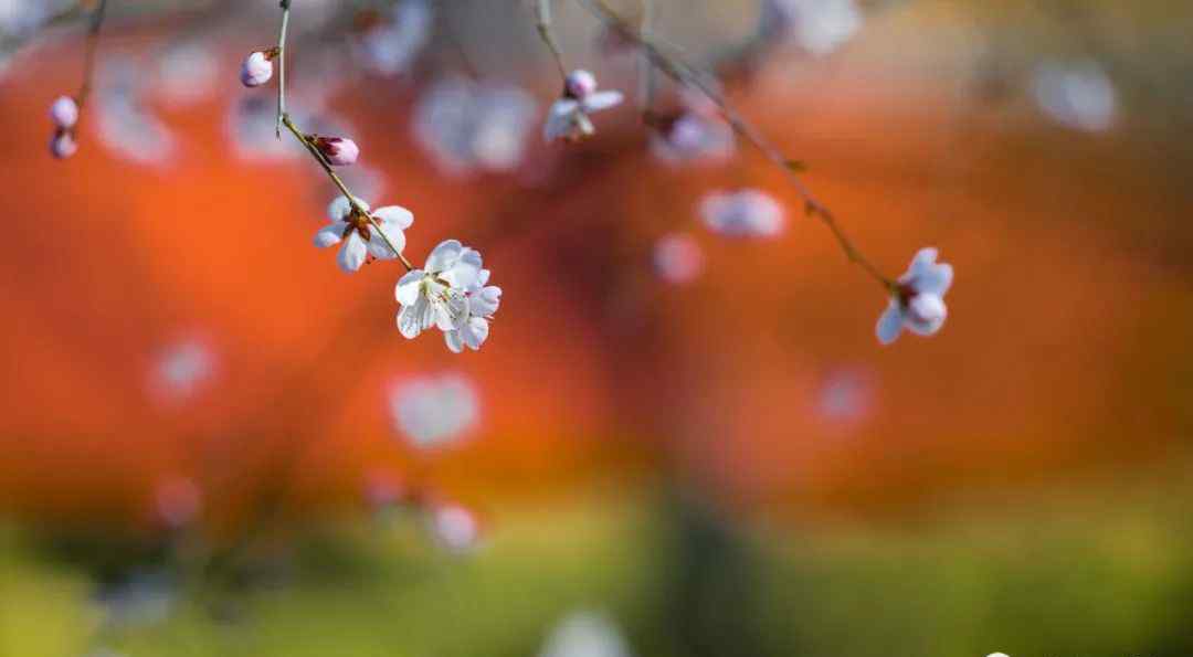 今日春分 燕歸花開 過程真相詳細揭秘！