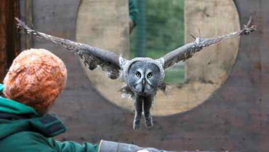 貓頭鷹起飛瞬間變身小飛象 系動(dòng)物園馴獸計(jì)劃的一部分