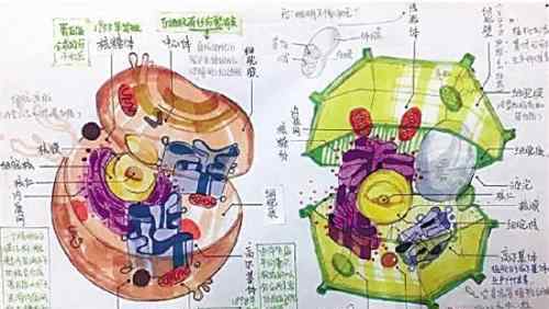 高中生手繪細(xì)胞 對比原圖簡直“以假亂真”