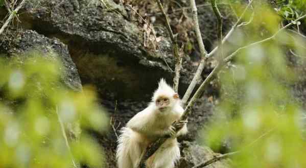 廣西現(xiàn)白化黑葉猴 為國家一級保護動物