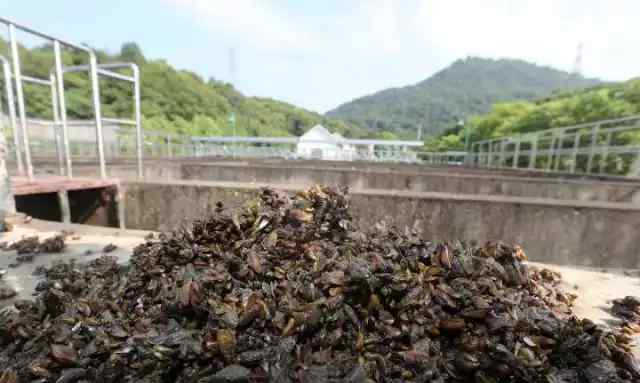 西湖撈起海瓜子 海瓜子會影響水質(zhì) 網(wǎng)友：我保證能拯救整個西湖