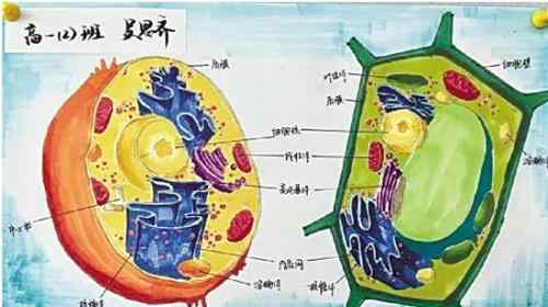 高中生手繪細(xì)胞 對比原圖簡直“以假亂真”