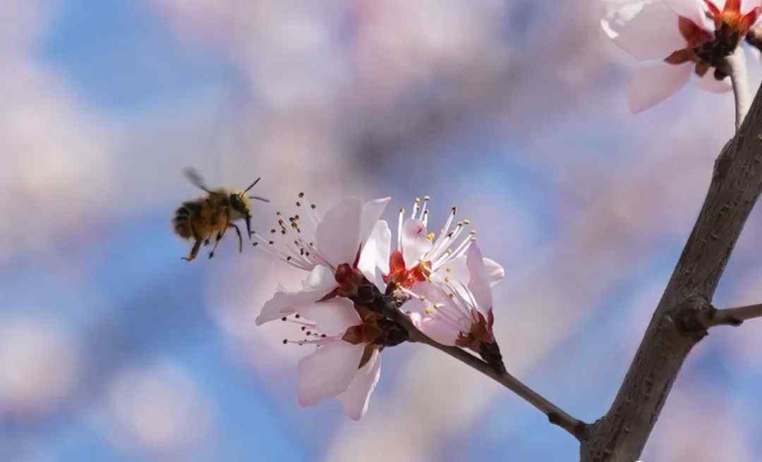 今日春分 燕歸花開 過程真相詳細揭秘！