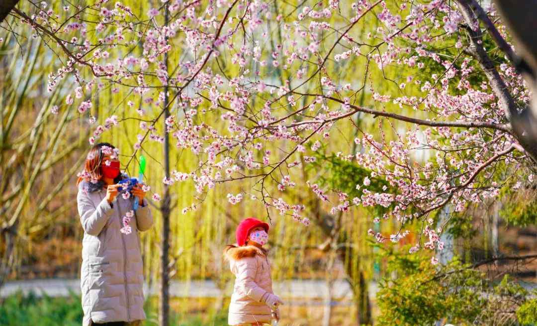 今日春分 燕歸花開 過程真相詳細揭秘！