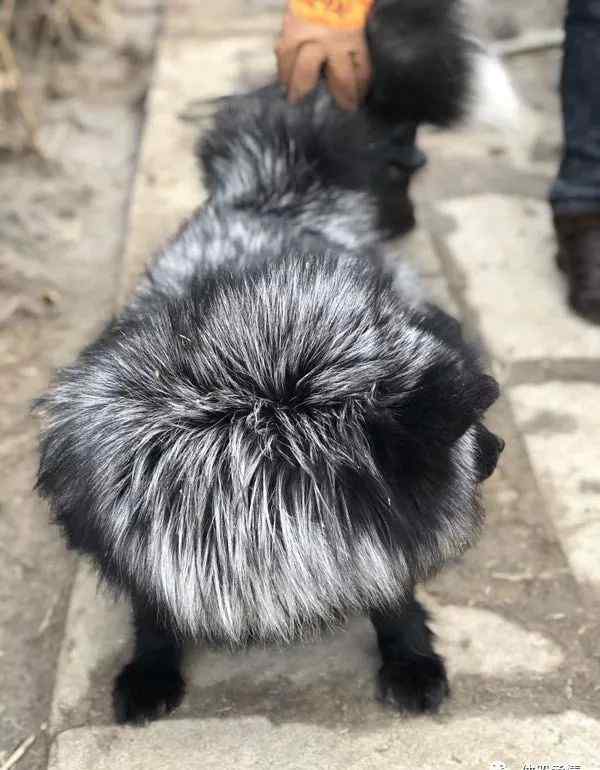 血粉價格 動物“奶粉”——魚粉、骨粉、血粉、羽毛粉、蠶蛹粉，你知道多少？