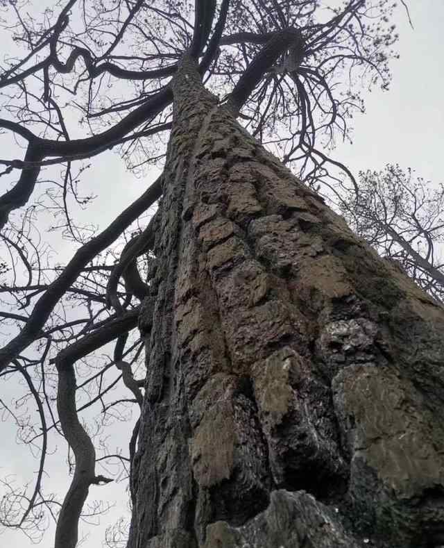 涼山火災(zāi)原因確認(rèn) 到底什么情況呢？