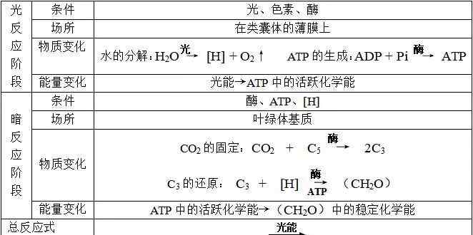 有氧呼吸 高中生物知識(shí)點(diǎn)之光合和呼吸