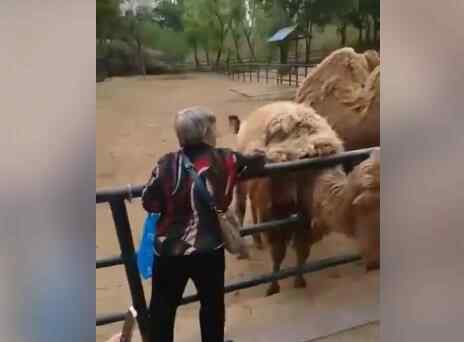 老太太逛動物園薅駱駝毛 駱駝被薅得挺難受