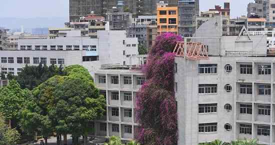 廣西大學(xué)鮮花瀑布 成為全國罕見的“三角梅瀑布”