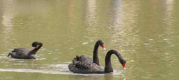 公園黑天鵝成下酒菜 涉案人不知觸犯了刑律