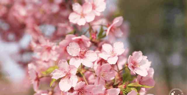 顧村公園櫻花節(jié)門票 3.30︱櫻花正盛的顧村公園櫻花，去過的人都被美哭了!