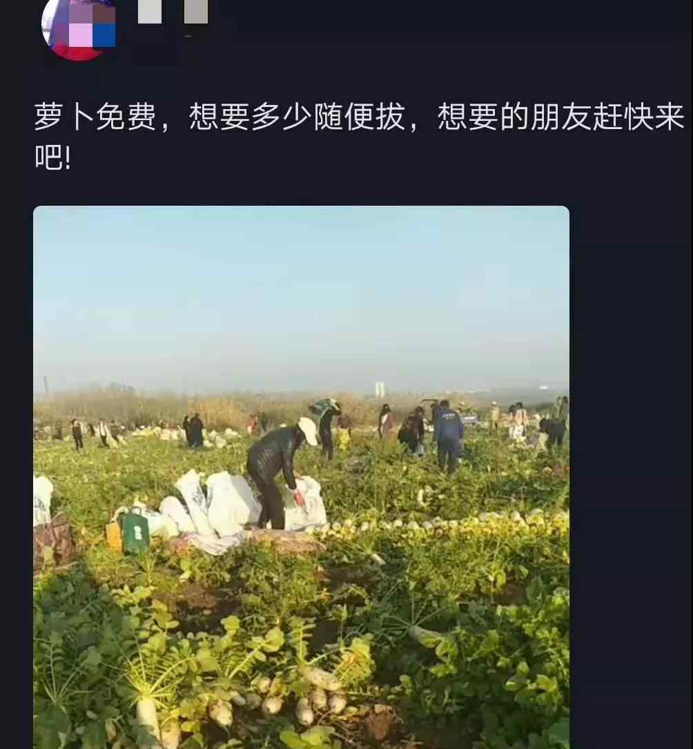 200畝蘿卜被拔光 事件詳情始末介紹！