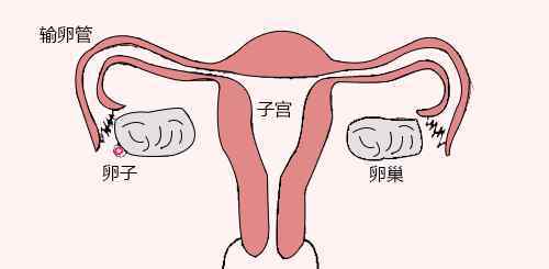 排卵無拉絲白帶懷孕了 25條最全的排卵常見問題！新手媽媽收藏吧~