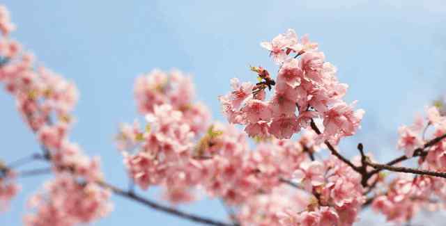 顧村公園櫻花節(jié)門票 3.30︱櫻花正盛的顧村公園櫻花，去過的人都被美哭了!