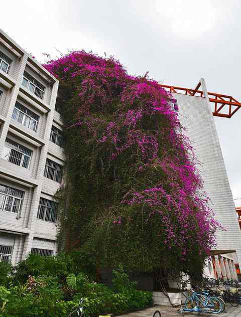 廣西大學(xué)罕見鮮花瀑布 成校園獨(dú)特風(fēng)景