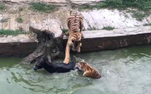 疑動物園將活驢扔進老虎池 系動物世界的股東給老虎投喂