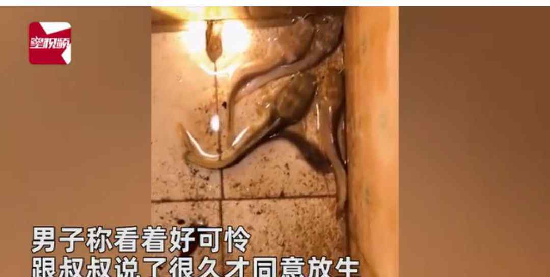 男子把鯰魚放水里1年沒喂食 家人上門時一看難以置信