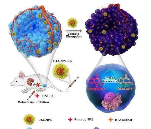 ca4 前沿科技 | 中科院科學(xué)家在血管阻斷劑納米藥物研究中取得進(jìn)展