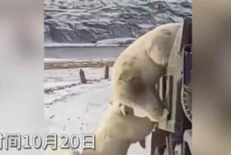 因冰川消融饑餓北極熊打劫垃圾車 附北極熊饑餓的照片