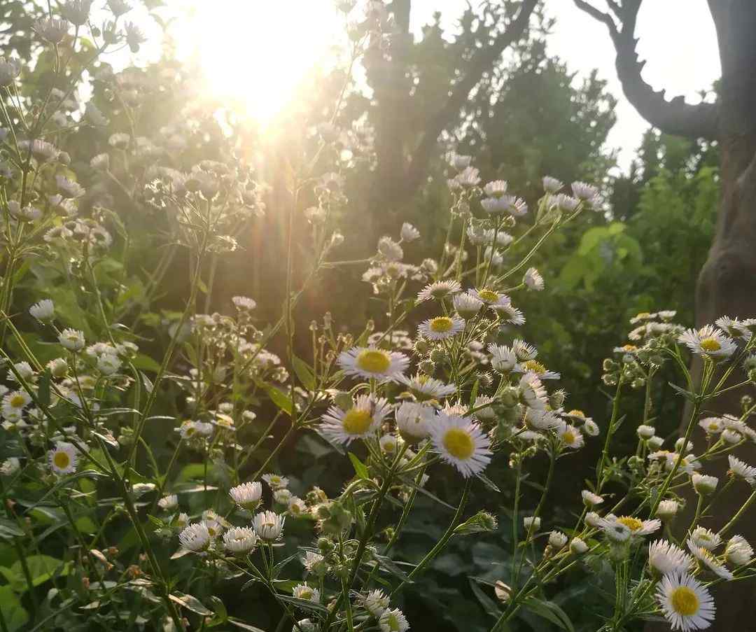 一年蓬 一年蓬也開花