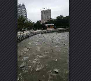 德州新湖食人魚 德州新湖風(fēng)景區(qū)驚現(xiàn)罕見一幕：雨后群魚紛紛跳出水面，咋回事？