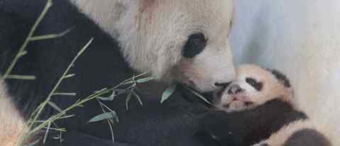 上海大熊貓母子染病去世 疑似動物園照顧不佳