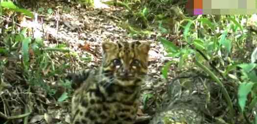 云南保山拍到珍稀野生動物云貓 云貓是什么動物