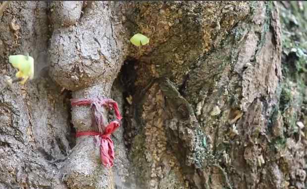 世界最古老銀杏樹遭雷劈后自愈，5000年的生命奇跡