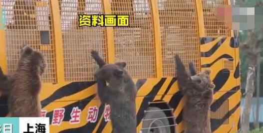 上海野生動(dòng)物園發(fā)生熊傷人事件 飼養(yǎng)員被熊群撕扯令人后怕