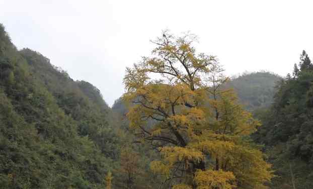 世界最古老銀杏樹遭雷劈后自愈，5000年的生命奇跡