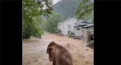 武夷山暴雨中猴子蹲橋上避險！具體是怎么回事？詳細過程讓你苦笑不得！