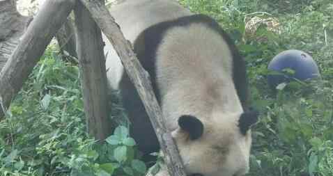 北京動物園回應(yīng)網(wǎng)紅熊貓禿頭 原因竟然是這個