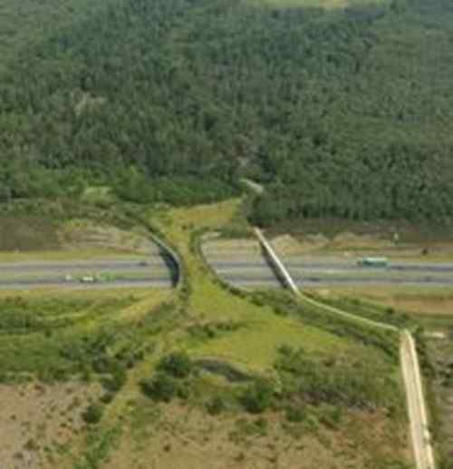 巴西為野生動物安全過馬路 建設(shè)過街天橋